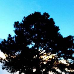 Crescent Days : Der Wald Ist Mein Heim